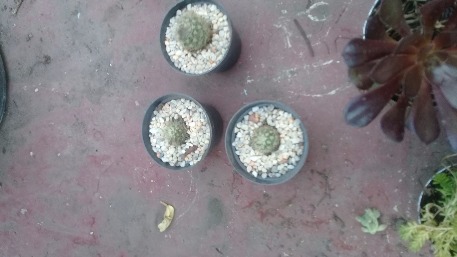 suculentas miniatura 